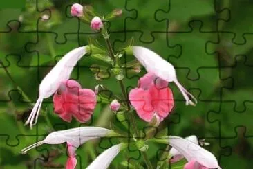 Salvia
