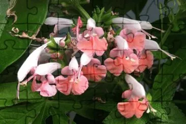 Salvia