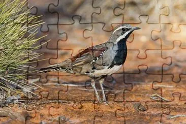 Tordo quaglia castano jigsaw puzzle