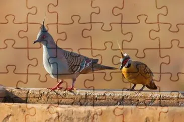 Geophaps jigsaw puzzle