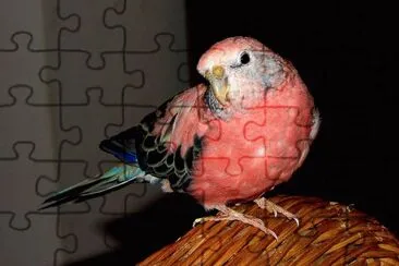 Pappagallo di bourke jigsaw puzzle
