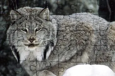 Lince canadese