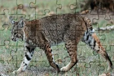 Lince rossa jigsaw puzzle