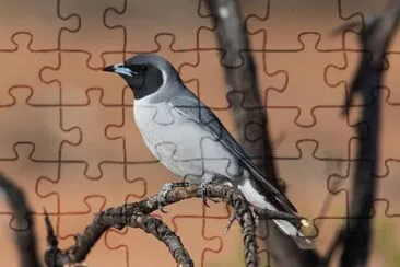 Artamo mascherato jigsaw puzzle