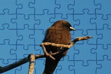 Artamo pigmeo jigsaw puzzle