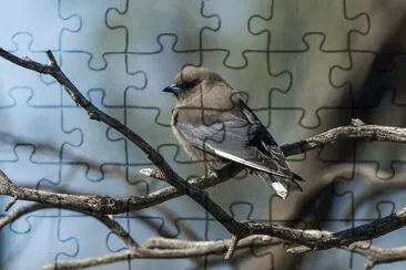 Artamo fosco jigsaw puzzle