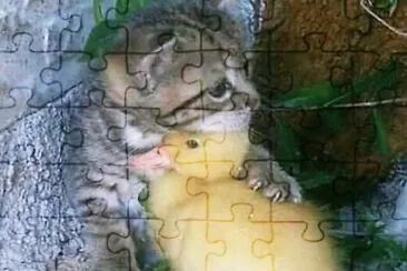 miciolo e paperina