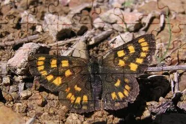 Lycaena feredayi jigsaw puzzle
