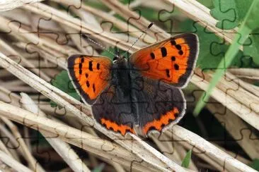 Lycaena phlaeas jigsaw puzzle