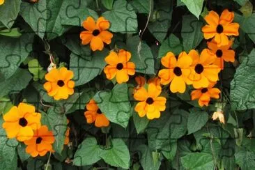 Thunbergia