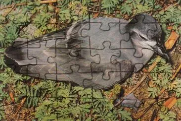 Prione dal becco snello jigsaw puzzle