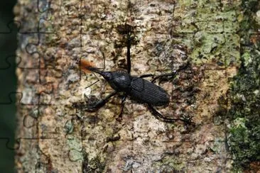 Rinostomus barbirostris