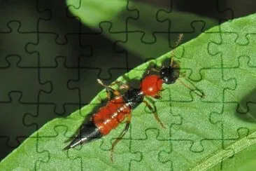 Paederus baudii