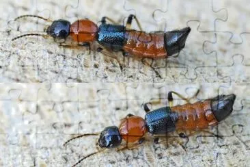 Paederus littoralis jigsaw puzzle