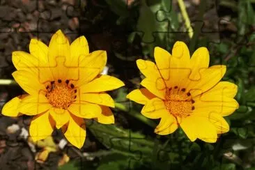 Gazania jigsaw puzzle