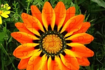 Gazania