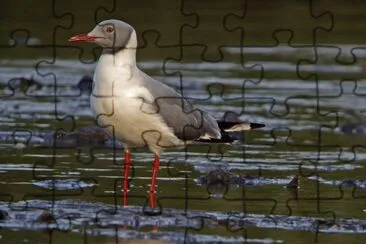 Gabbiano testagrigia jigsaw puzzle