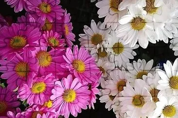 פאזל של flores