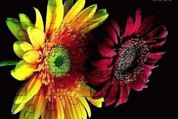 flores