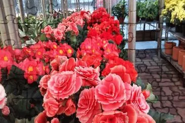 flores jigsaw puzzle