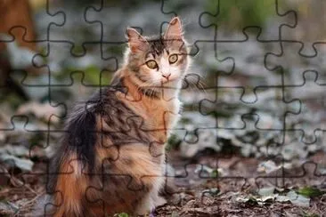 Foto jigsaw puzzle