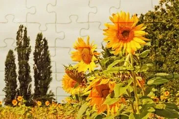 OK jigsaw puzzle