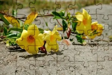 OK jigsaw puzzle