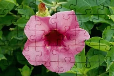 OK jigsaw puzzle