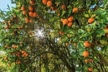 OK jigsaw puzzle