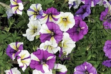 פאזל של flores