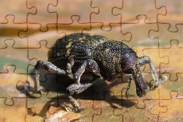 Hylobius abietis jigsaw puzzle
