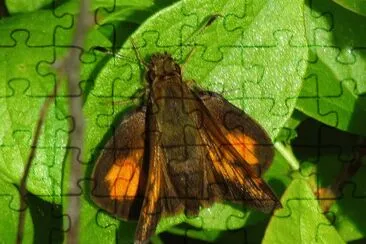 Polites mystic jigsaw puzzle