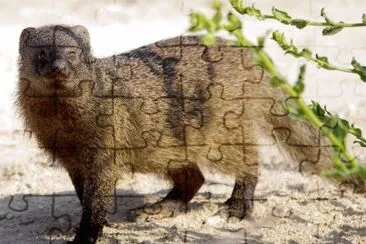 Mangusta egiziana jigsaw puzzle