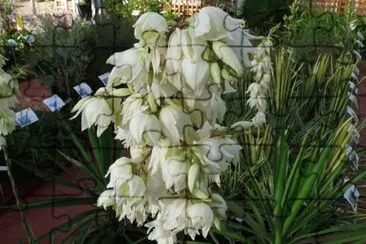 Yucca jigsaw puzzle