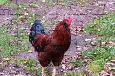 Rooster