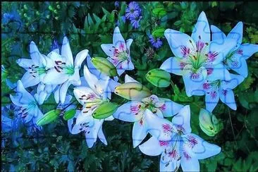 פאזל של flores