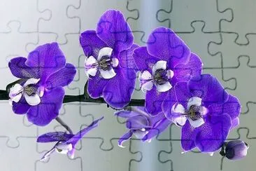 flores jigsaw puzzle