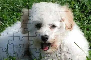 Bichpoo jigsaw puzzle