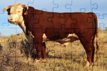 Toro hereford