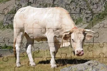 Toro blonde de aquitania