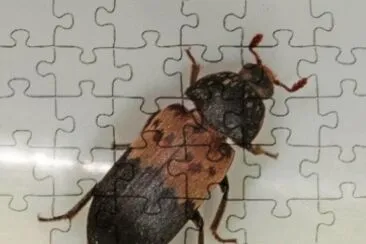Dermestes lardarius