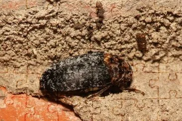 Dermestes undulatus