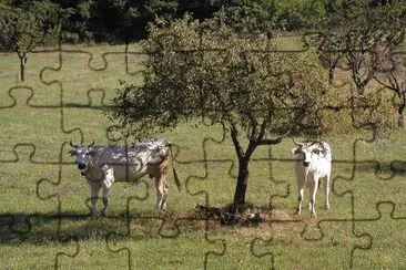 Vacca chianina jigsaw puzzle