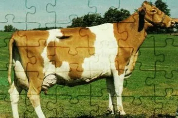 Vacca guernsey jigsaw puzzle