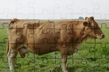 Vacca gelbvieh jigsaw puzzle