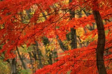 Nature jigsaw puzzle
