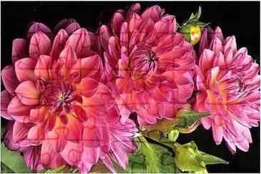 פאזל של flores