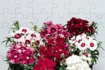 flores jigsaw puzzle