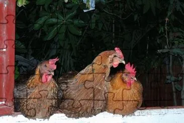 galinhas