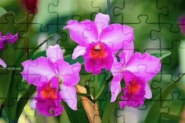 flores jigsaw puzzle